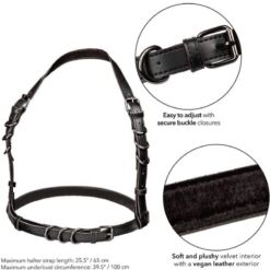 Comprar CALEXOTICS - EUPHORIA ARNÉS HATLER CON HEBILLA NEGRO al mejor precio - Envíos Discretos